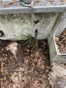 Tree growing in boat